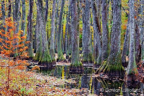 Cypress Swamp In Autumn_25112.jpg - Photographed along the Natchez Trace Parkway near Canton, Mississippi, USA.